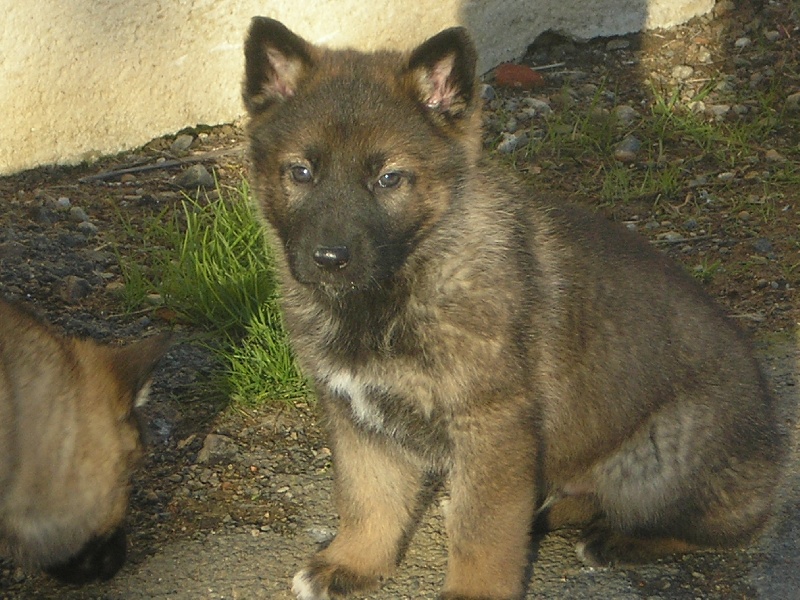 Fire des côteaux du Lys