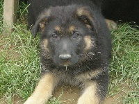 CHIOT