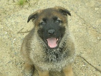 CHIOT