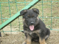 CHIOT
